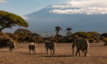 Kenya safari and beach, 6-day Kenya tour, Maasai Mara safari, Amboseli elephants, Watamu beach, Lake Nakuru flamingos, Kenya wildlife tour, multi-day safari package