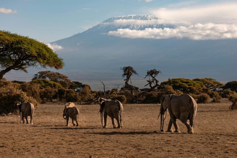 Kenya safari and beach, 6-day Kenya tour, Maasai Mara safari, Amboseli elephants, Watamu beach, Lake Nakuru flamingos, Kenya wildlife tour, multi-day safari package