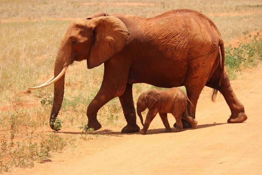 3-day Kenya safari, Tsavo East tour, Amboseli safari package, red elephants Tsavo, Mount Kilimanjaro view, short safari Kenya, budget safari Amboseli, private safari Tsavo