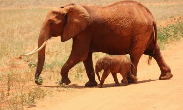 3-day Kenya safari, Tsavo East tour, Amboseli safari package, red elephants Tsavo, Mount Kilimanjaro view, short safari Kenya, budget safari Amboseli, private safari Tsavo