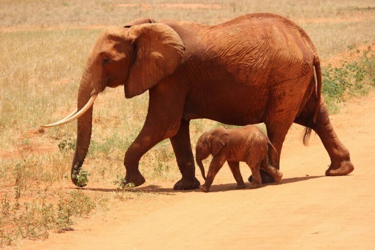 3-day Kenya safari, Tsavo East tour, Amboseli safari package, red elephants Tsavo, Mount Kilimanjaro view, short safari Kenya, budget safari Amboseli, private safari Tsavo