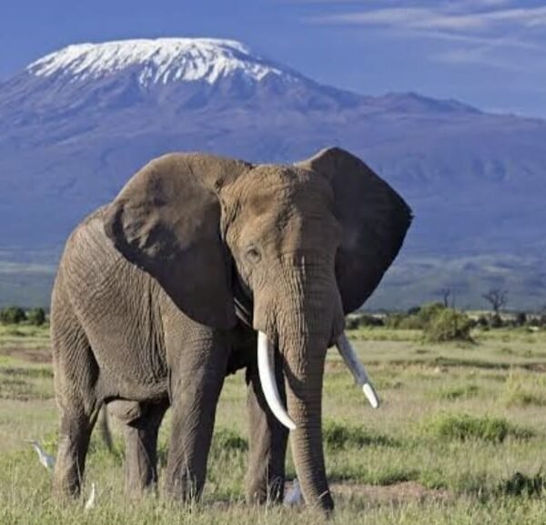 amboseli (1)