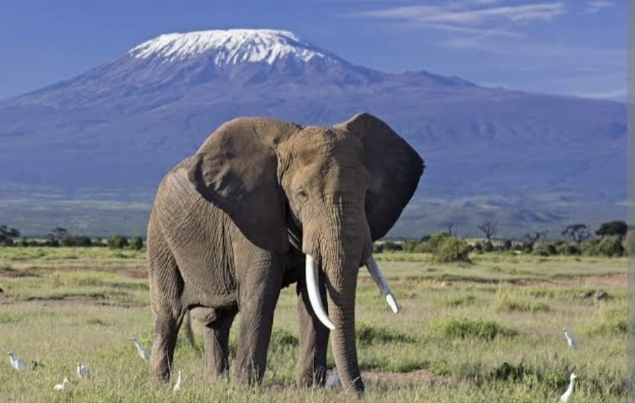 amboseli (1)