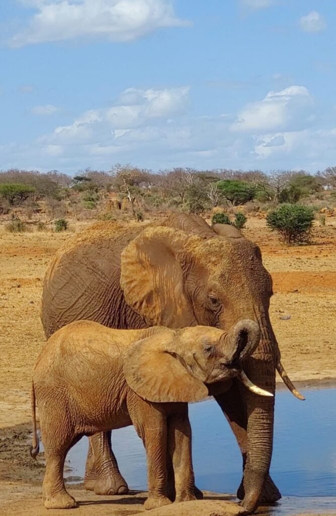 Tsavo East tour, Amboseli safari package, red elephants Tsavo, Mount Kilimanjaro view, short safari Kenya, budget safari Amboseli, private safari Tsavo