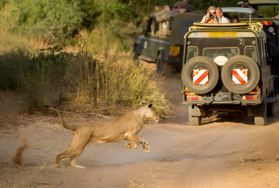 Kenya Safari and Beaches, Tritium Tours and Safaris