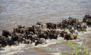 mara river, wildebeest, crossing, migration, tanzania, serengeti, animals, nature, mara river, wildebeest, wildebeest, wildebeest, wildebeest, wildebeest, migration, serengeti, serengeti, serengeti