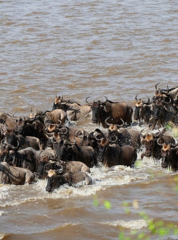 mara river, wildebeest, crossing, migration, tanzania, serengeti, animals, nature, mara river, wildebeest, wildebeest, wildebeest, wildebeest, wildebeest, migration, serengeti, serengeti, serengeti