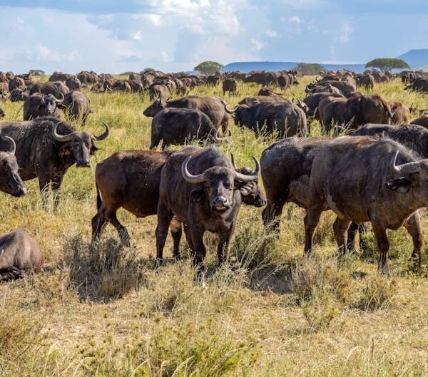 African Buffalos in the Savannah