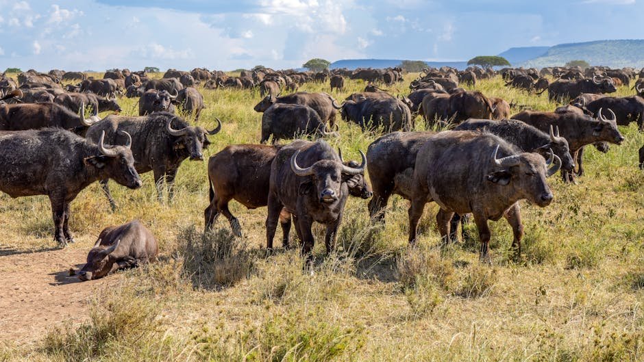 African Buffalos in the Savannah